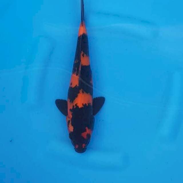 HI UTSURI 33CM