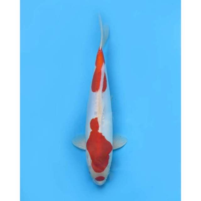 Maruten Kohaku Doitsu Mulus, 32cm