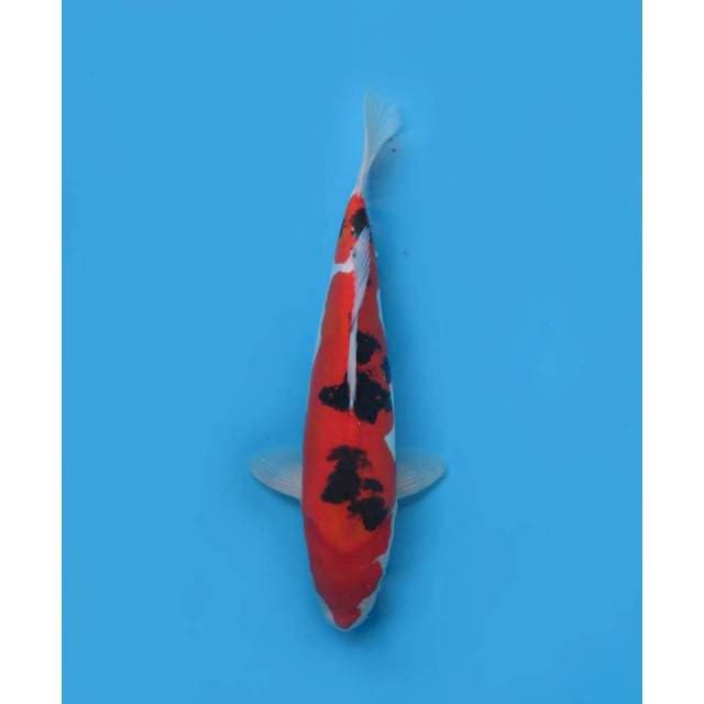 Sanke Doitsu Mulus, 32cm