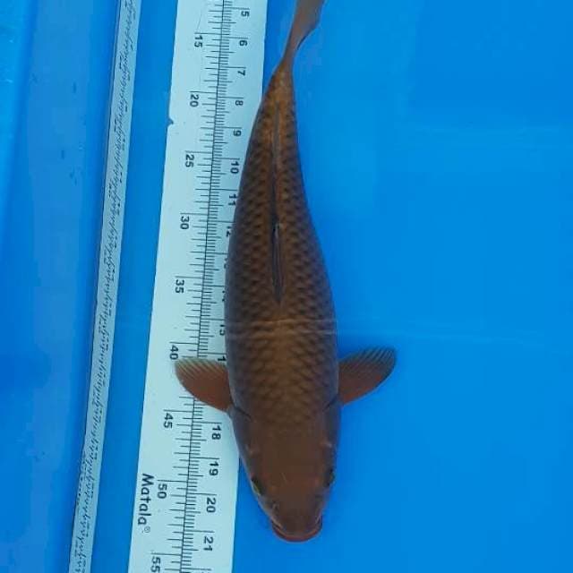 CHAGOI TEMBAGA 43CM