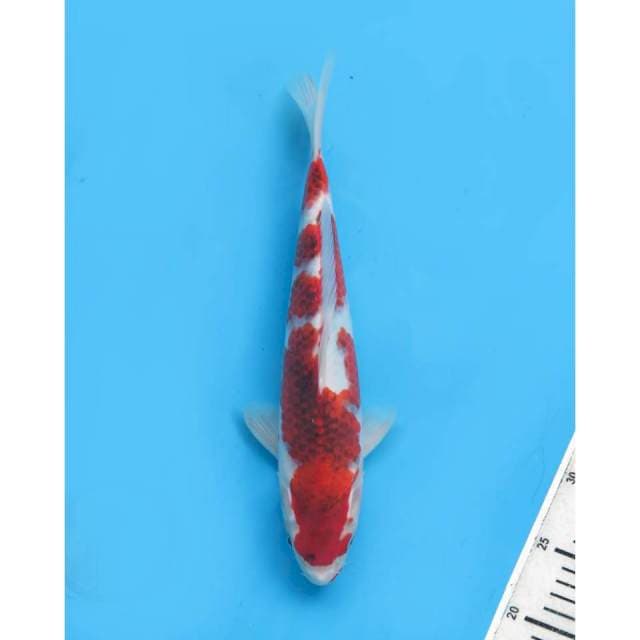 Ai Goromo Koleksi, 32cm