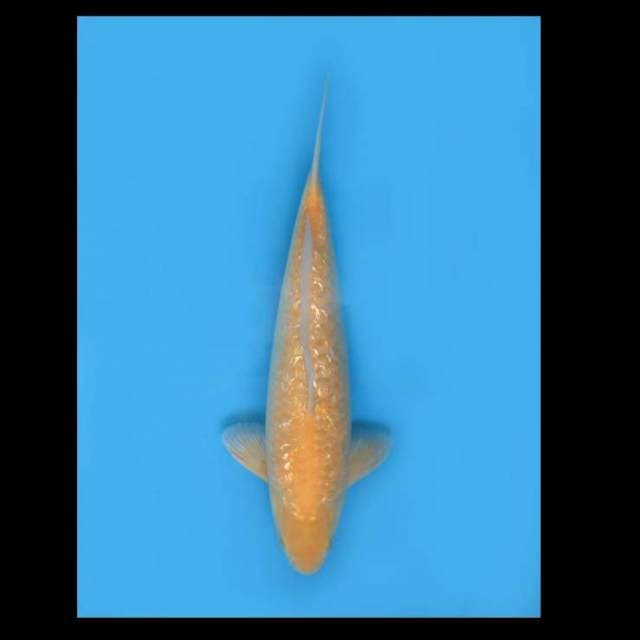 Karasigoi Full Ginrin - 42cm Tosai 