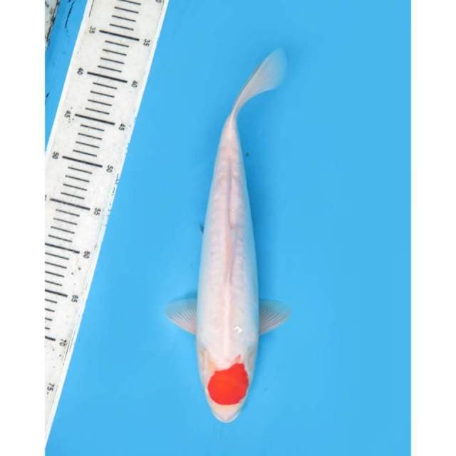 Tancho Kohaku, 38cm