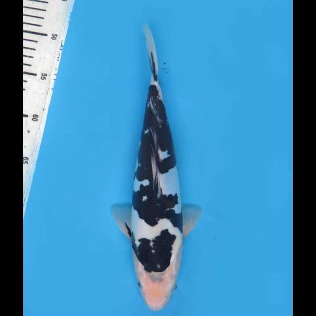 Bekko Doitsu Jet Black - 30cm Tosai