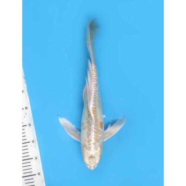 Kumpay, 42cm
