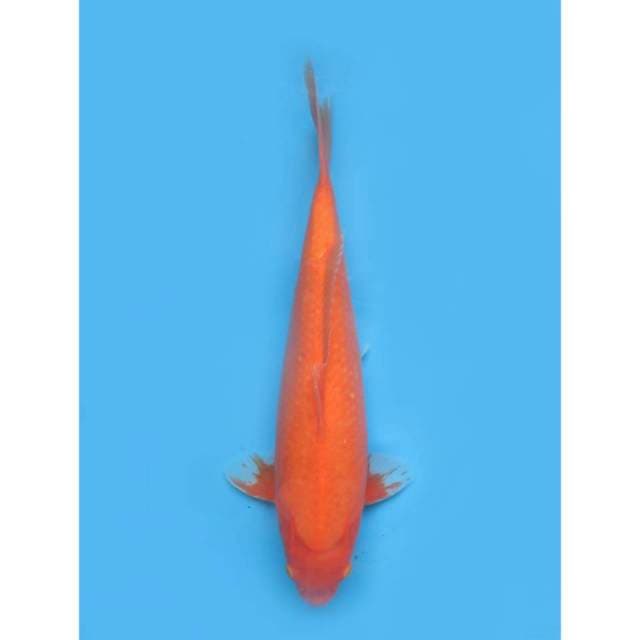 Aka Hajiro Jumbo, 44cm