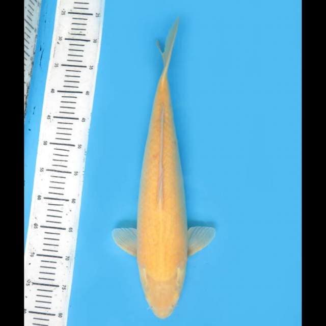 Karasigoi Jumbo - 50cm Nisai