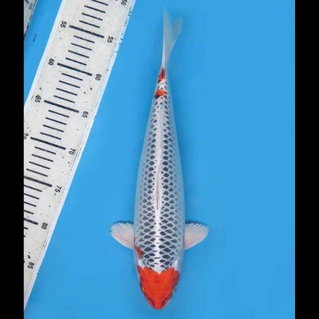 35cm Tosai - Super Ring Kujaku 