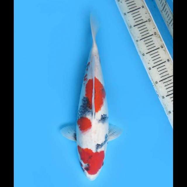Jumbo Kindai Showa - 45cm Tosai 