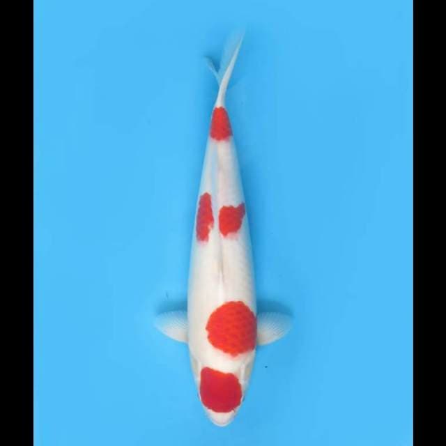 Red Maruten Kohaku - 43cm Nisai 