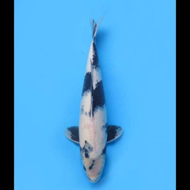 Shiro Tategoi - 40cm Tosai 