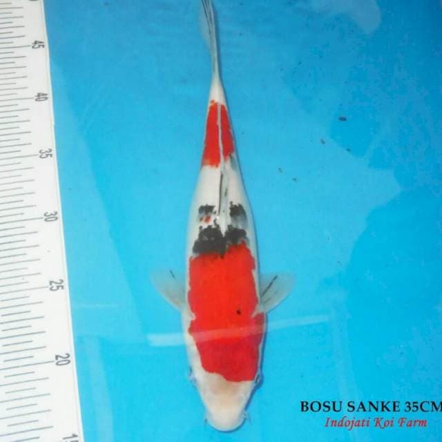 Boshu sanke 35 cm