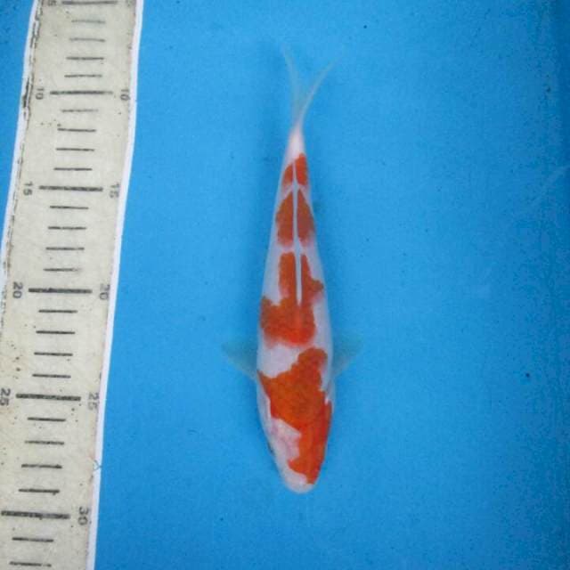 Kohaku20cm