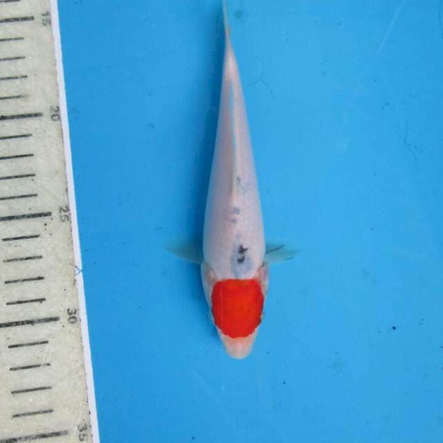 Tanco22cm