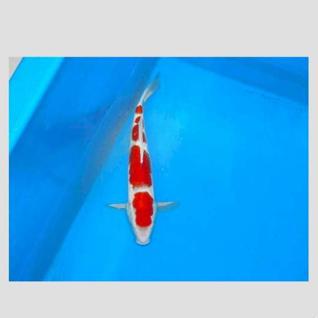 35bu merah pekad cek video by wa
