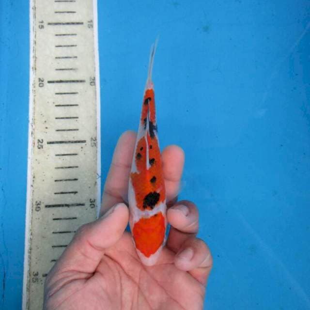 Sansoku16cm