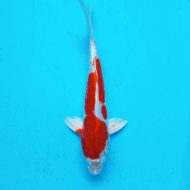 Kikushui*29cm
