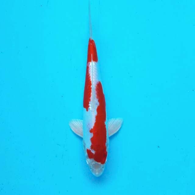 Kikushui*29cm