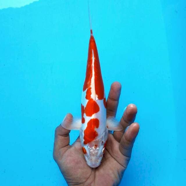 Kikushui*28cm