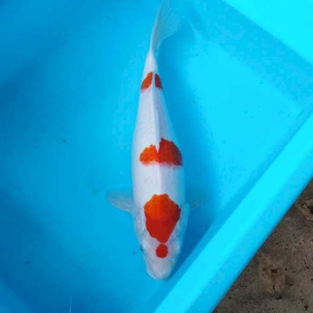 NJK - KOHAKU CEPLOK