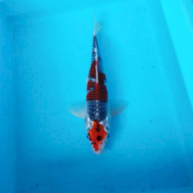 NJK - RED GOSHIKI