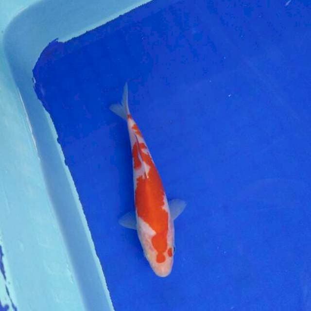kohaku 15cm
