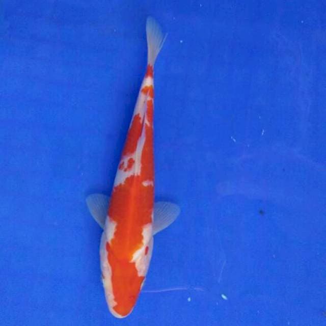 kihaku 19cm