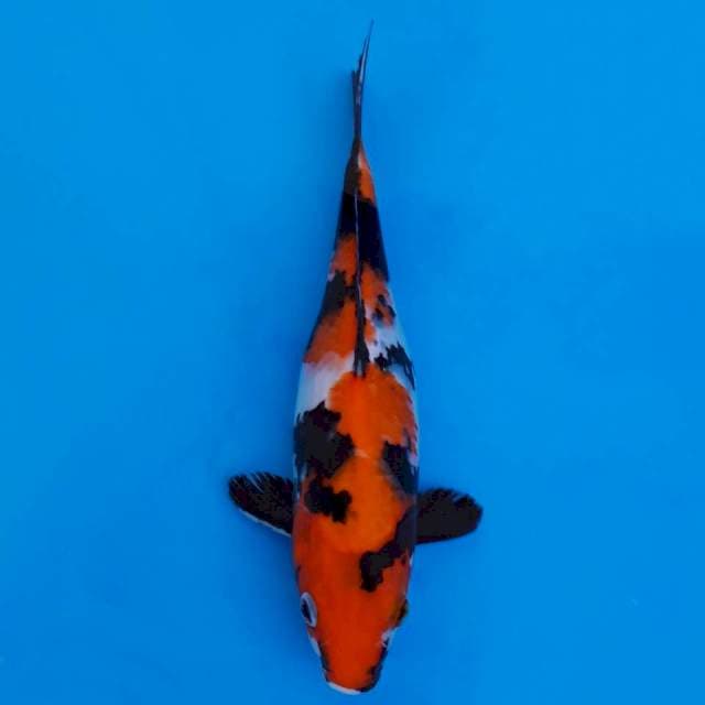 Showa 25cm