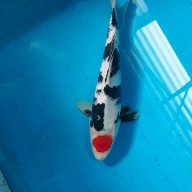 Tancho showa 25 cm