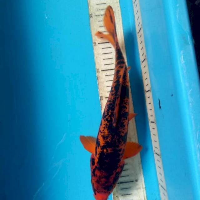 Hiut doit murni 30 cm