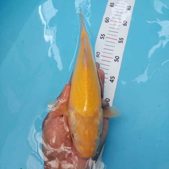 karasi ciamik 25cm