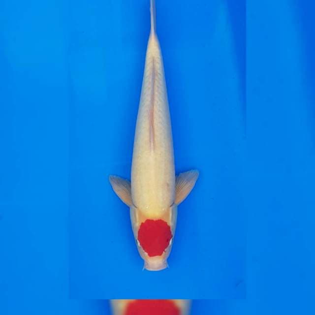 TANCO KOHAKU 48CM (ORIGINAL)