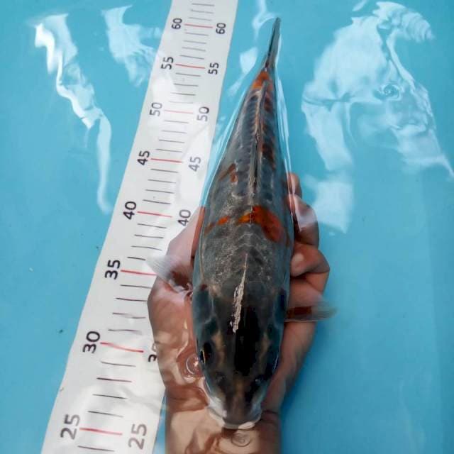 kiko 29cm