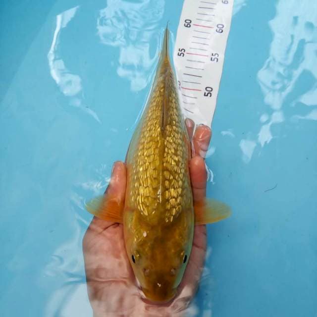 polos ginrin 26cm ( punuk )