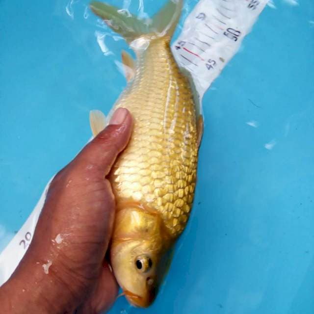 polos ginrin 26cm ( punuk )