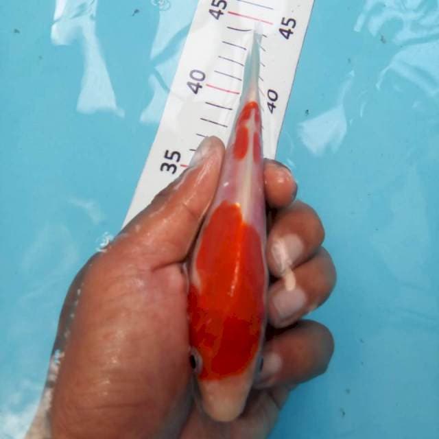 kohaku doit 14cm