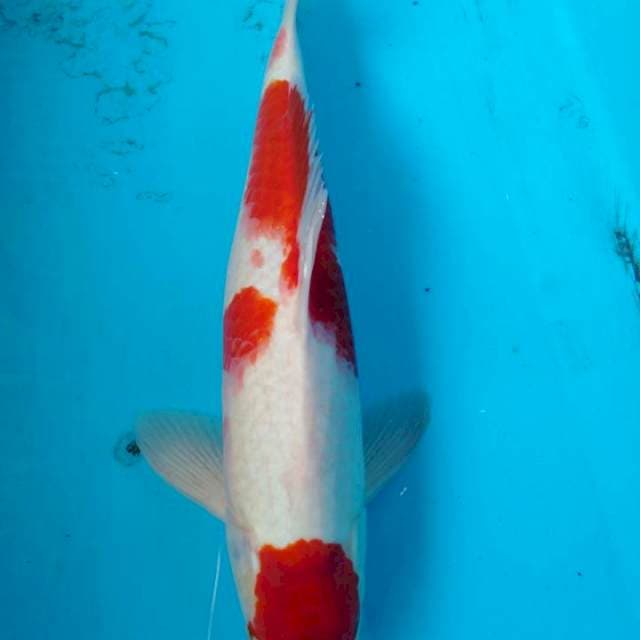 Kohaku