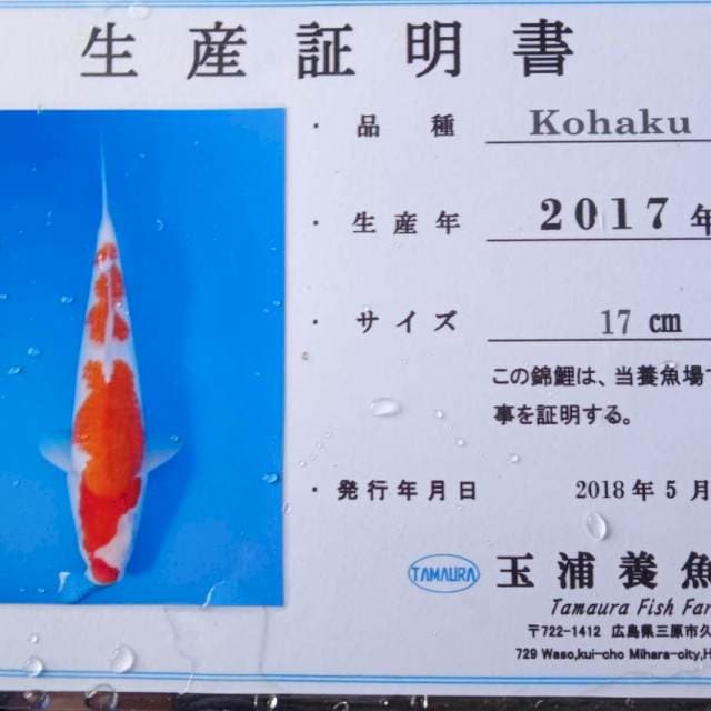 Kohaku tamaura serty