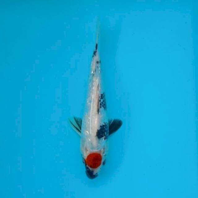 TANCHO SHOWA GINRIN 22 CM