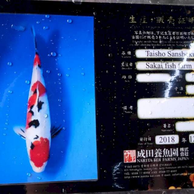 Sanke sakai import