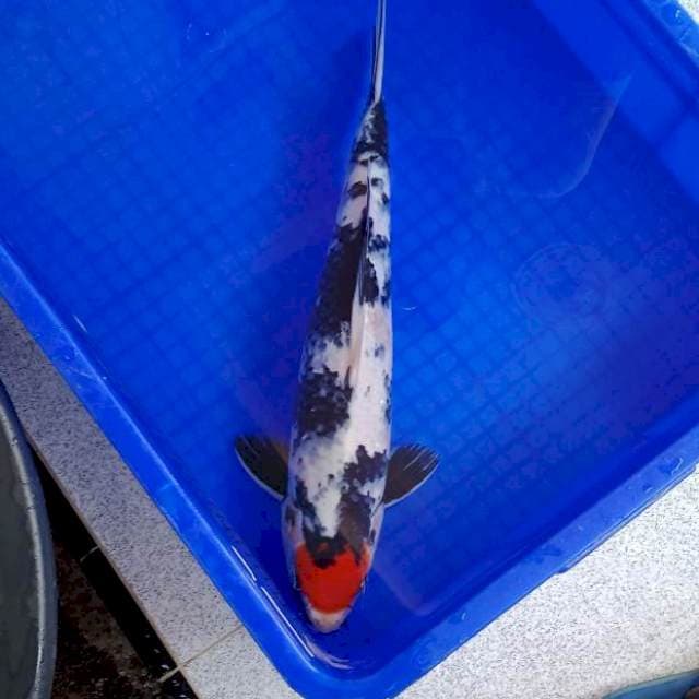 TANCHO SHOWA 44 CM