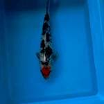 TANCHO SHOWA 30 CM