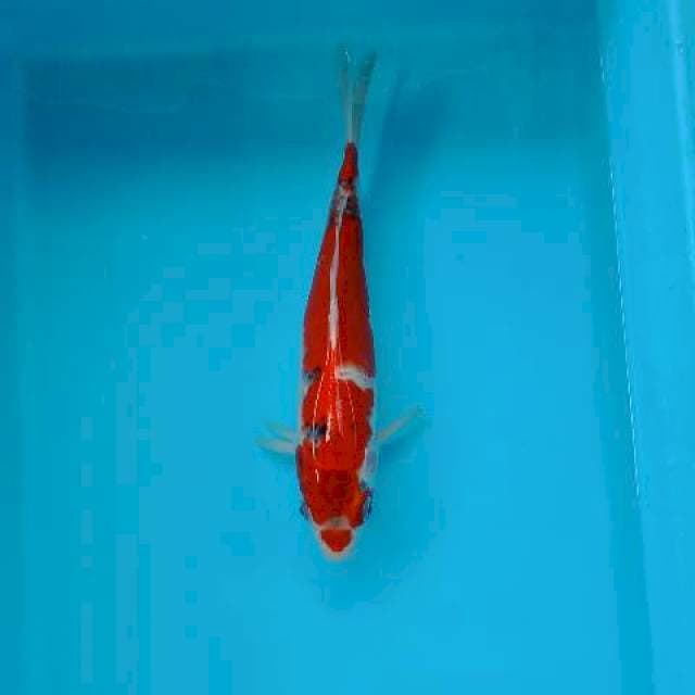 KUJAKU 21 CM