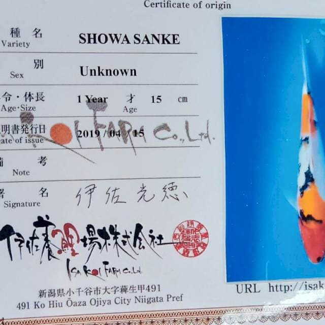 Showa import serty