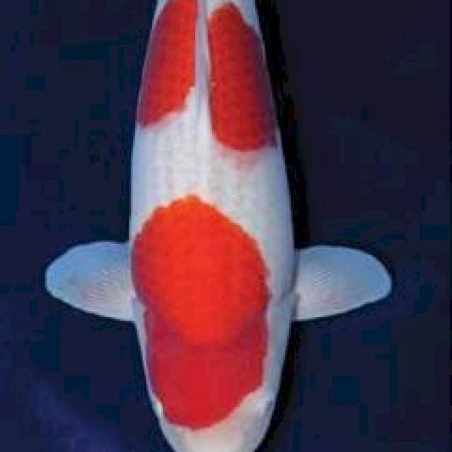 Kohaku 56cm