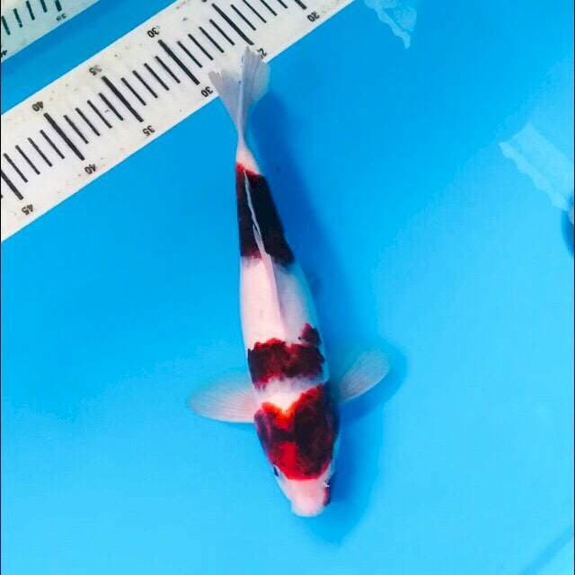 Goromo 29cm