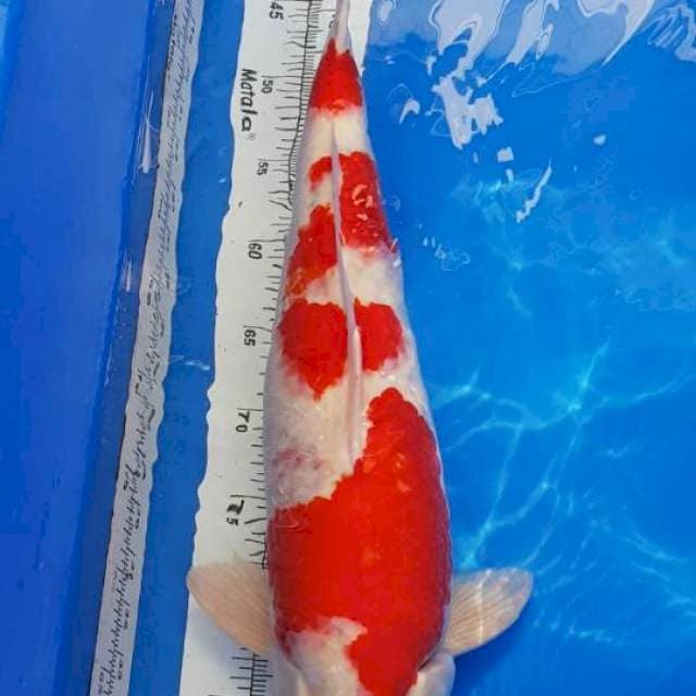KOHAKU