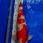KOHAKU
