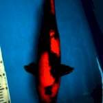 Utsuri Female, 51cm 