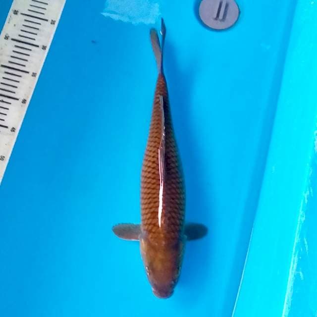 Chagoi jumbo 44cm
